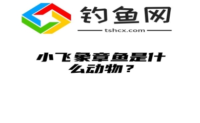 小飞象章鱼是什么动物？