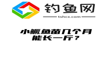 小鳜鱼苗几个月能长一斤？