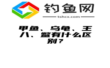 甲鱼、乌龟、王八、鳖有什么区别？