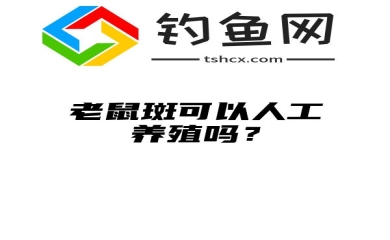 老鼠斑可以人工养殖吗？