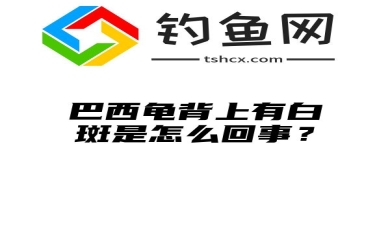 巴西龟背上有白斑是怎么回事？