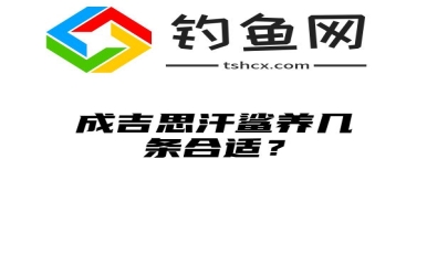 成吉思汗鲨养几条合适？