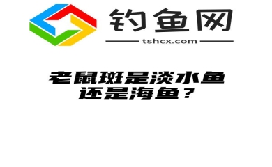 老鼠斑是淡水鱼还是海鱼？