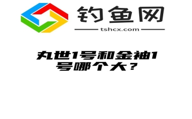 丸世1号和金袖1号哪个大？