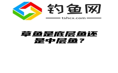 草鱼是底层鱼还是中层鱼？