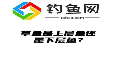 草鱼是上层鱼还是下层鱼？