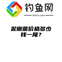 泥鳅苗价格多少钱一尾？