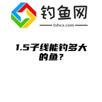 1.5子线能钓多大的鱼？