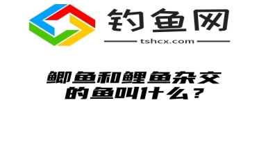 鲫鱼和鲤鱼杂交的鱼叫什么？