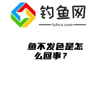 鳑鲏鱼不发色是怎么回事？