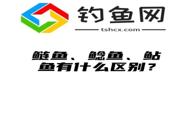 鲢鱼、鲶鱼、鲇鱼有什么区别？