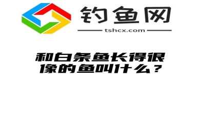 和白条鱼长得很像的鱼叫什么？