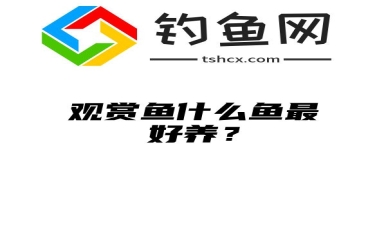 观赏鱼什么鱼最好养？