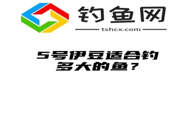 5号伊豆适合钓多大的鱼？