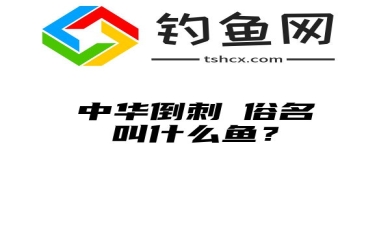 中华倒刺鲃俗名叫什么鱼？