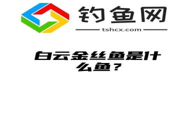 白云金丝鱼是什么鱼？