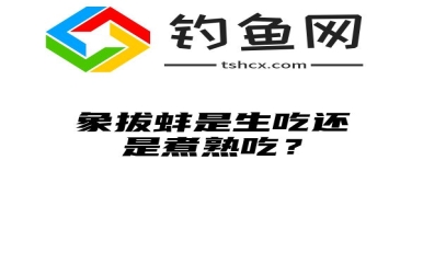 象拔蚌是生吃还是煮熟吃？