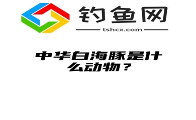 中华白海豚是什么动物？