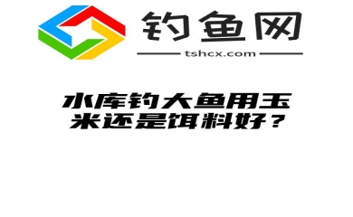 水库钓大鱼用玉米还是饵料好？