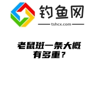 老鼠斑一条大概有多重？