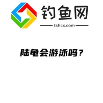 陆龟会游泳吗？