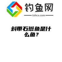 斜带石斑鱼是什么鱼？