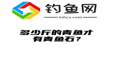 多少斤的青鱼才有青鱼石？