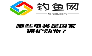 哪些龟类是国家保护动物？