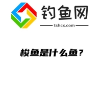 梭鱼是什么鱼？