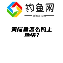 黄尾鱼怎么钓上鱼快？