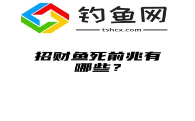 招财鱼死前兆有哪些？