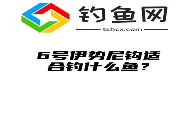 6号伊势尼钩适合钓什么鱼？