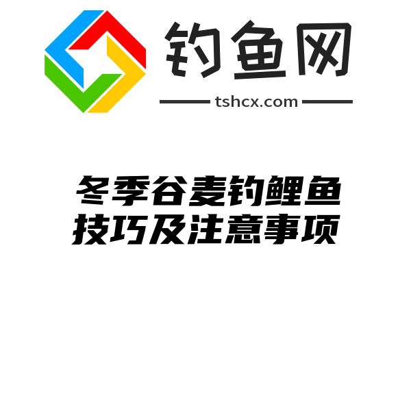 冬季谷麦钓鲤鱼技巧及注意事项