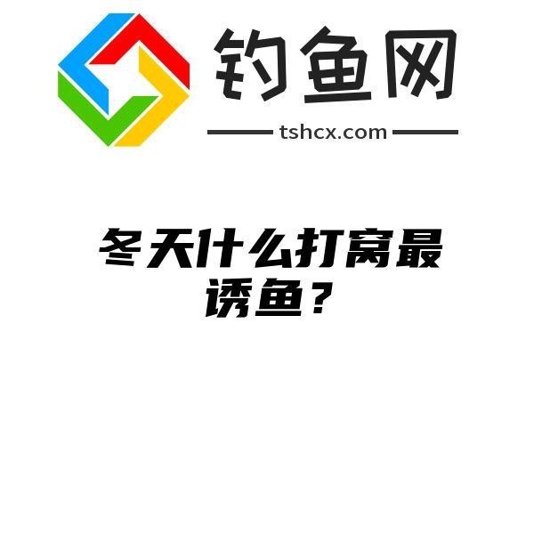 冬天什么打窝最诱鱼？